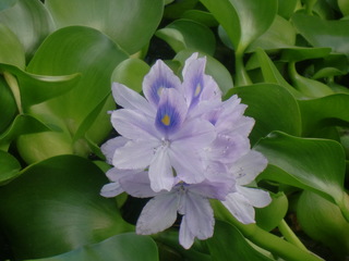 ２株から始めた浮き草に花が咲きました 広島暮らし